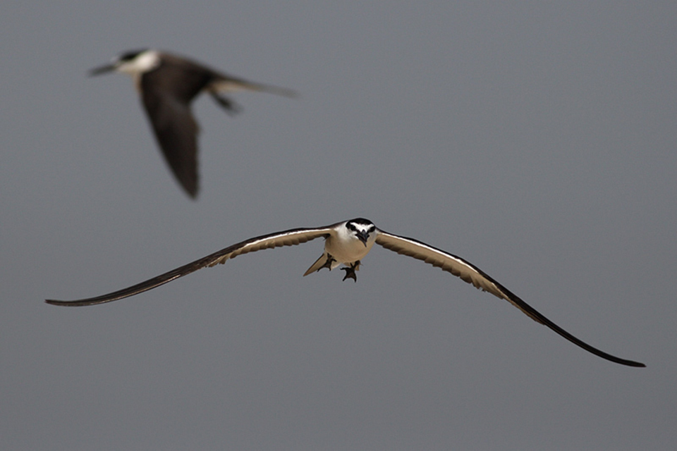 Bridled Tern (Onychoprion anaethetus)