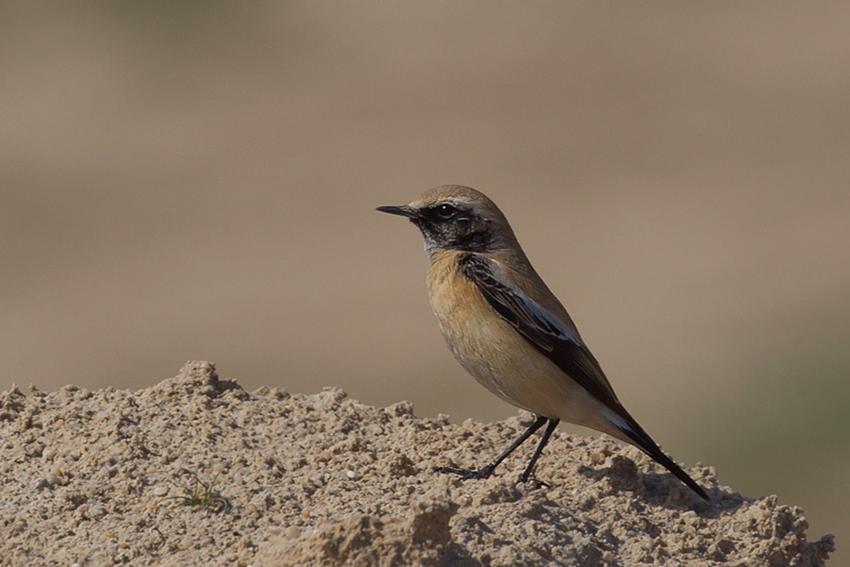Desert Wheatear (Oenanthe deserti)