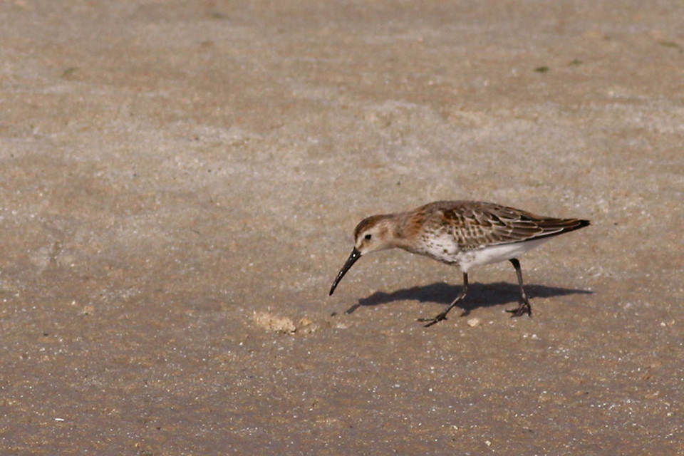 Dunlin (Calidris alpina)