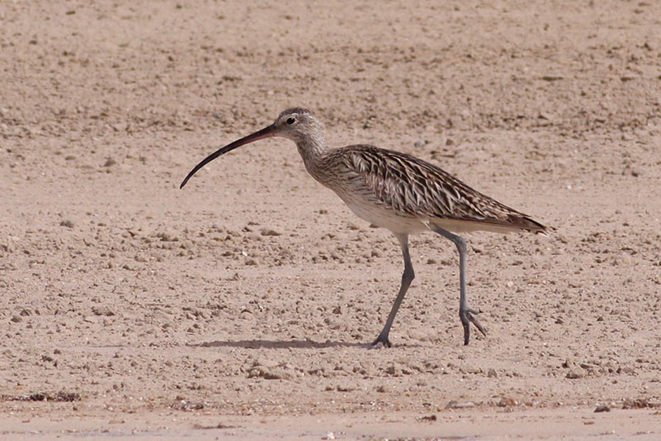 Eurasian Curlew (Numenius Arquata)