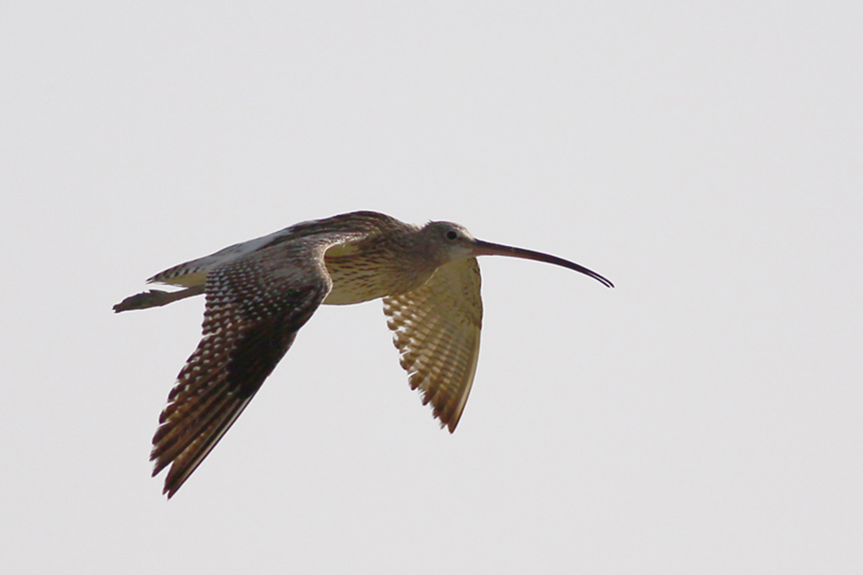 Eurasian Curlew (Numenius Arquata)