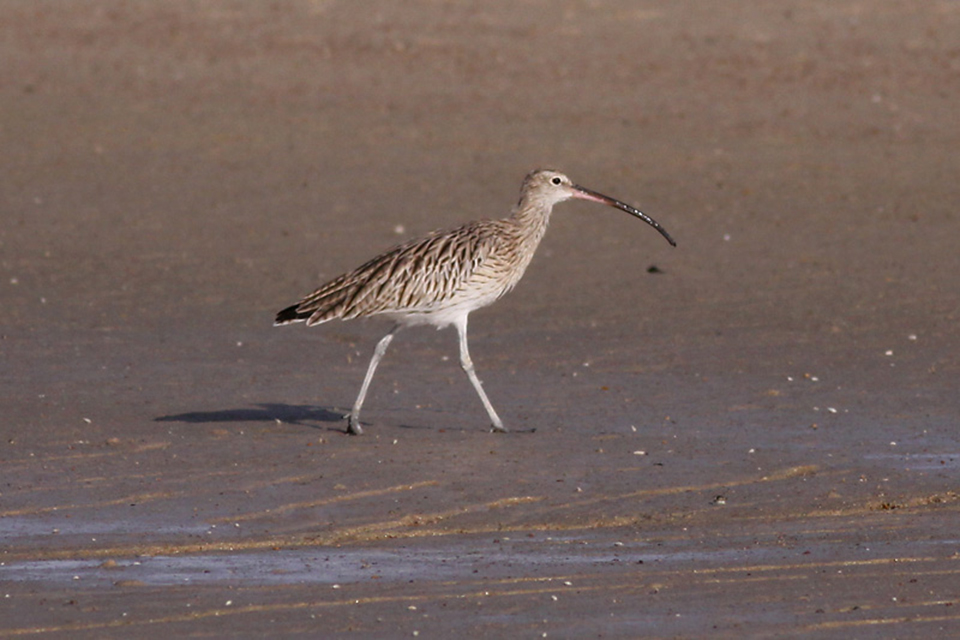 Eurasian Curlew (Numenius Arquata)