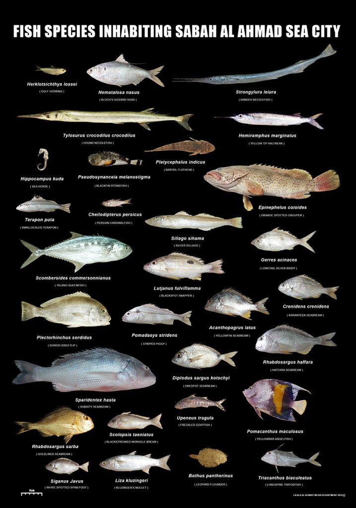 Fish-survey