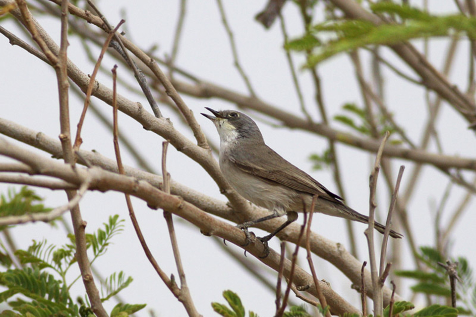 Lesser Whitethroat (Sylvia curruca)
