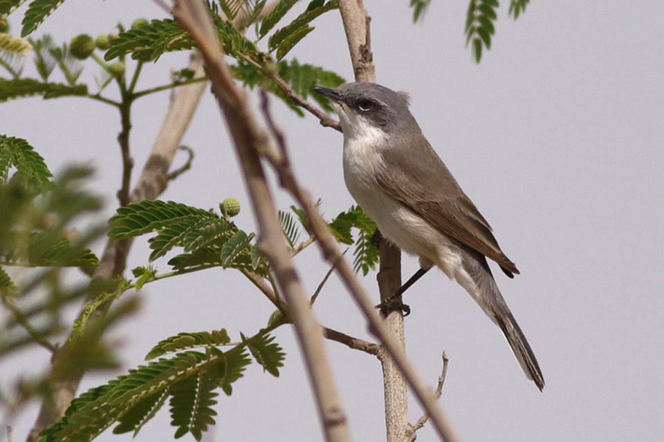 Lesser Whitethroat (Sylvia curruca)
