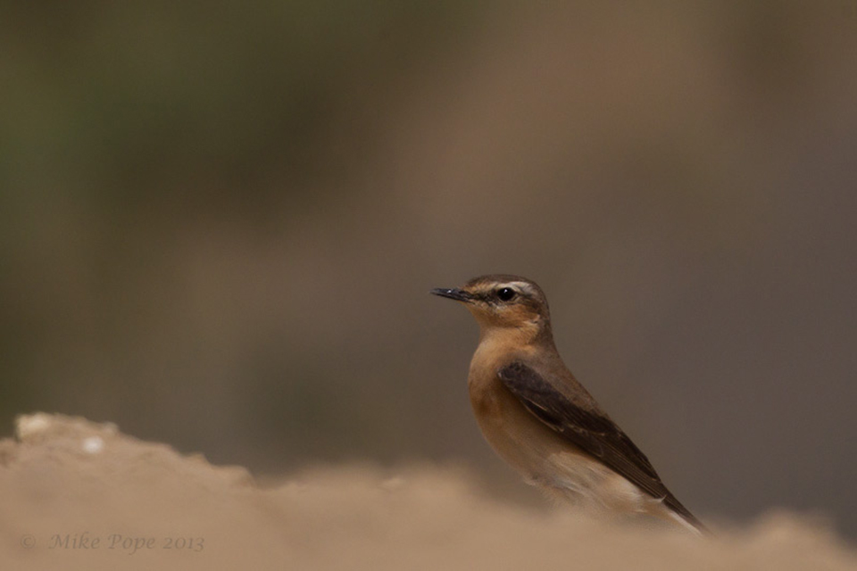Female Northern Wheater (Oenanthe oenanthe)