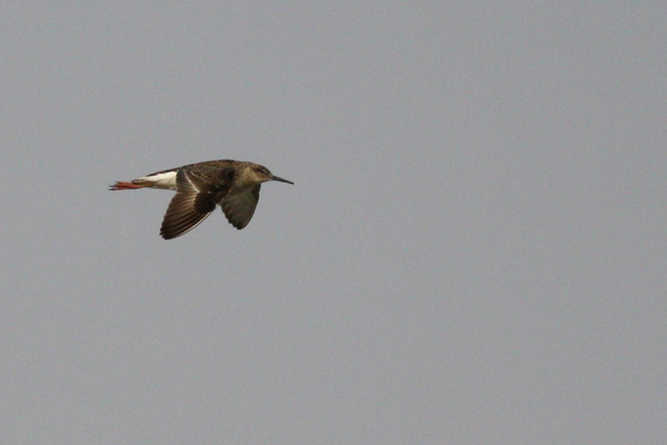 Ruff (Philomachus pugnax)