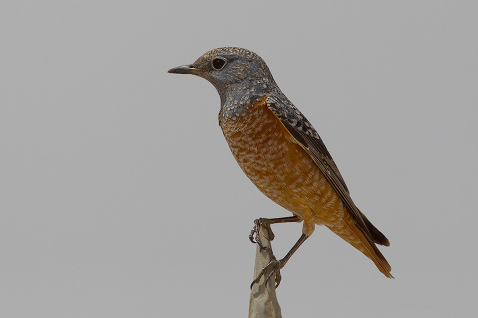 Male Rufous-tailed Rock Thrush (Monticola saxatilis)