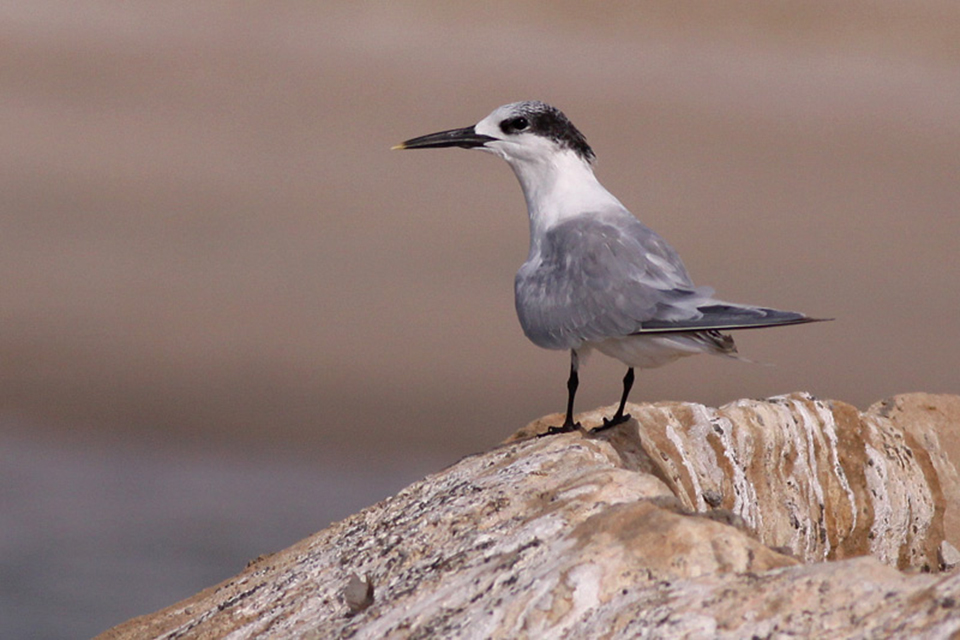 Sandwich Tern (Sterna sandvicensis)