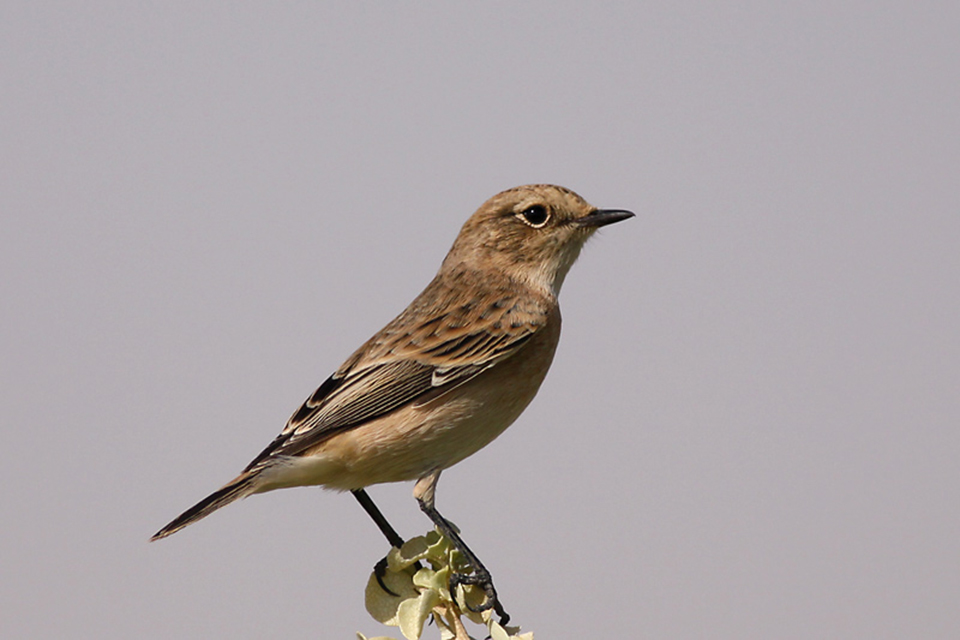 Siberian Stonechat (Saxicola maurus)