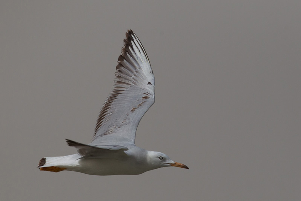 Slender-billed Gull (Chroicocephalus genei)