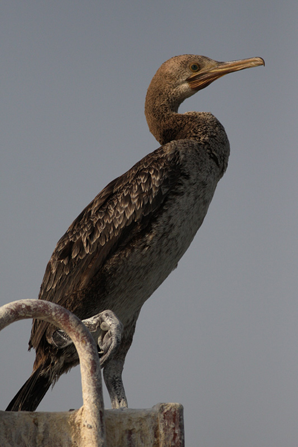 Socotra Cormorant (Phalacrocorax nigrogularis)