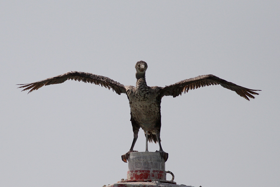 Socotra Cormorant (Phalacrocorax nigrogularis)