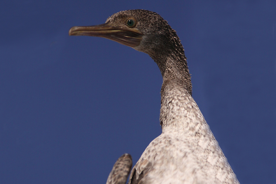 Socotra Cormorant (Phalacrocorax nigrogularis)