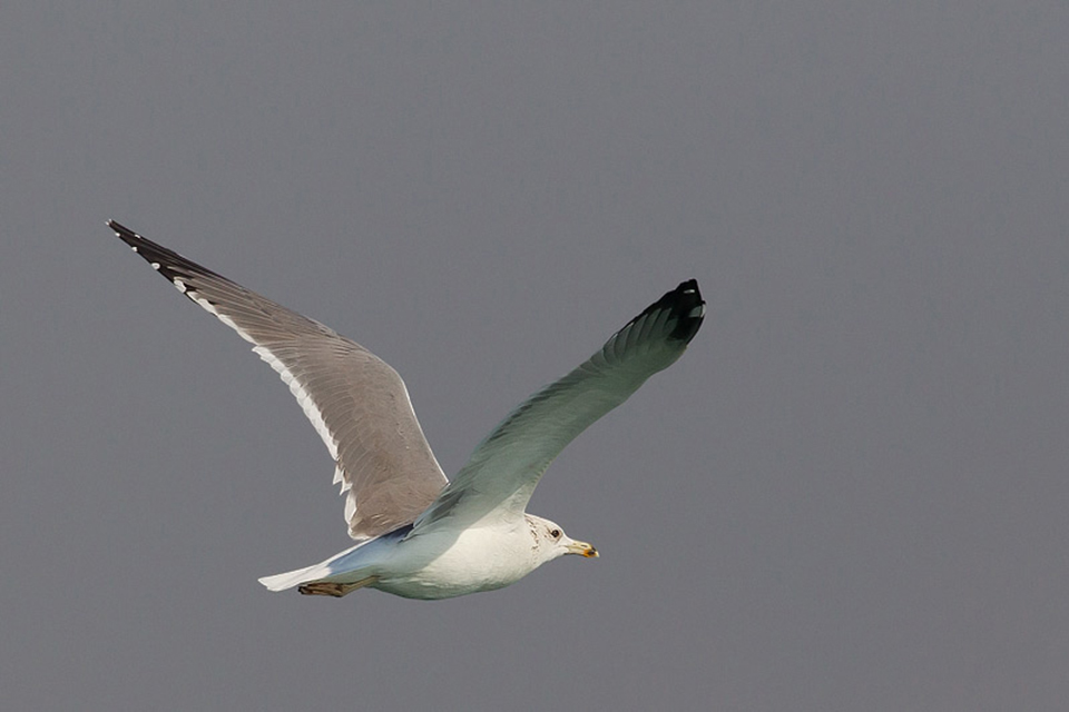 Steppe Gull (Larus f. barabensis)