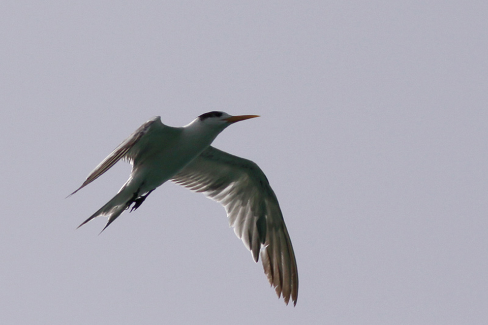 Swift Tern (Sterna bergii)