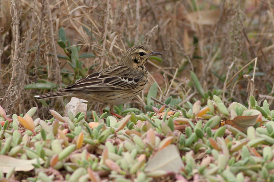 Tree Pipit (Anthus trivialis)