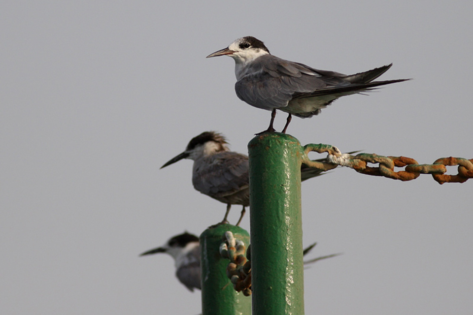 White-Cheeked Tern (Sternula albifrons)