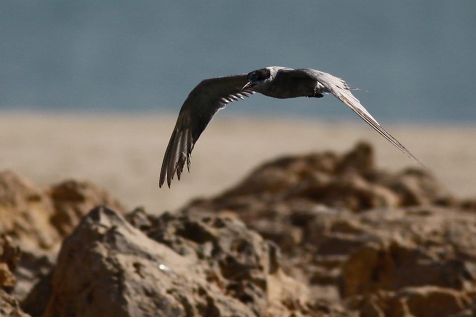 White-Cheeked Tern (Sternula albifrons)