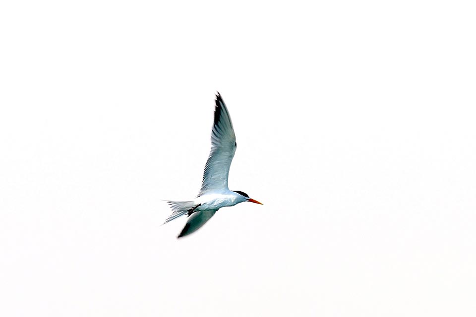 Lesser Crested Tern (Sterna bengalensis)