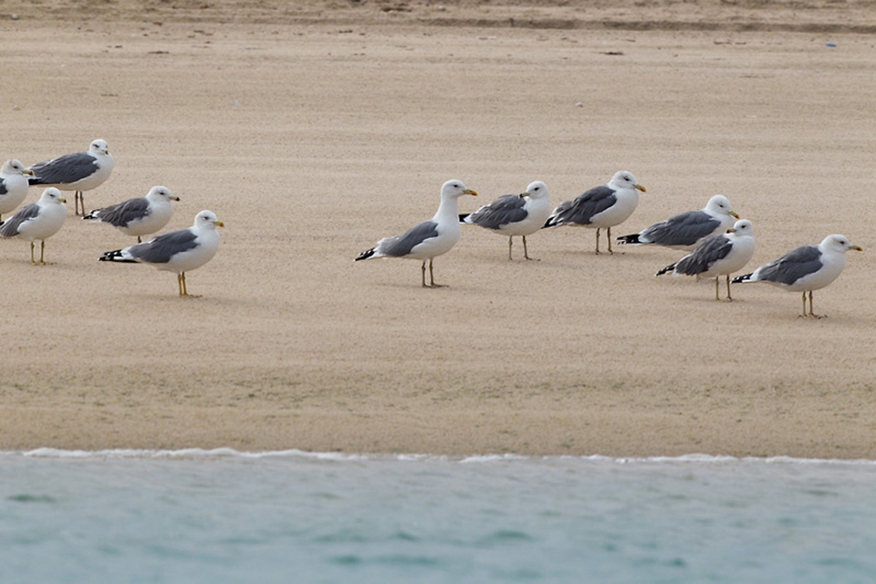 Armenian Gull (Larus armenicus) & Caspian Gull (Larus cachihinnans)
