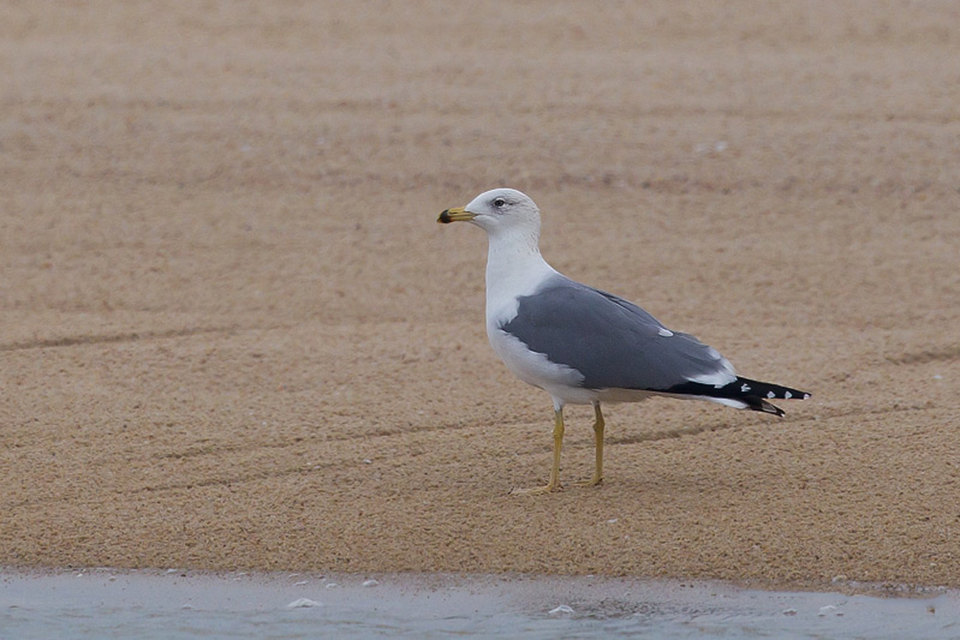 Armenian Gull (Larus armenicus)
