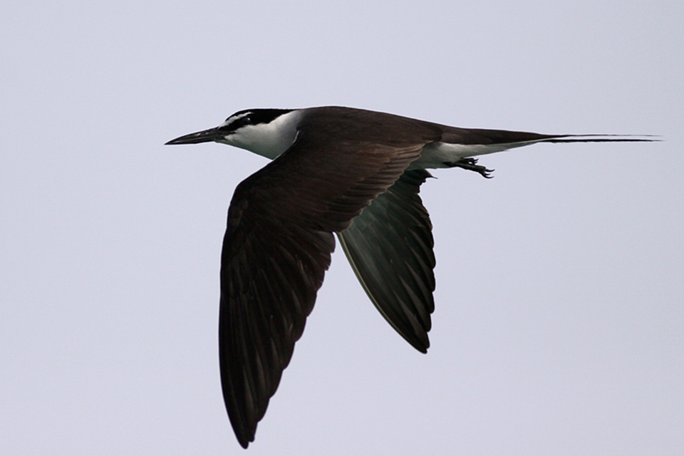 Bridled Tern (Onychoprion anaethetus)