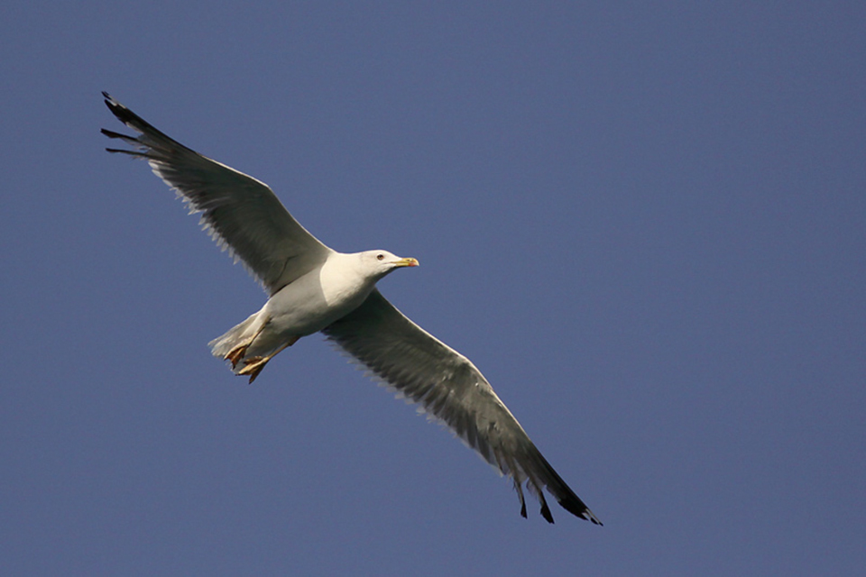 Caspian Gull (Larus cachinnans)