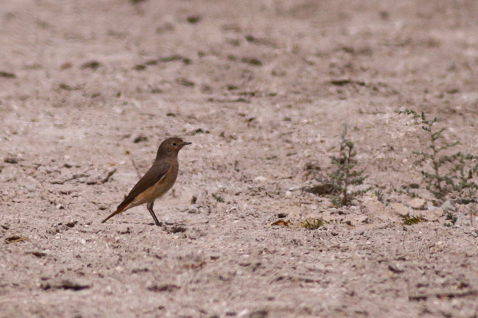 Common Redstart (Phoenicurus phoenicurus)