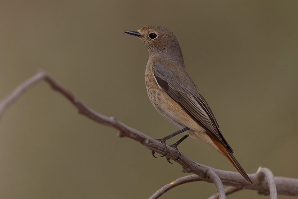 Female Ehrenberg's Redstart (Phoenicurus p. sammamisicus)