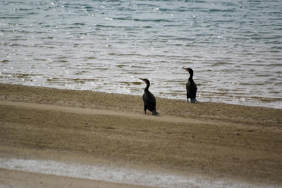 Great Cormorant (Phalacrocorax carbo)