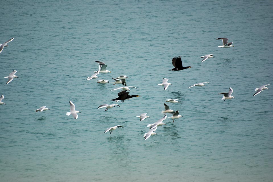 Great Cormorants & Gulls at Sabah Al-Ahmad Sea City