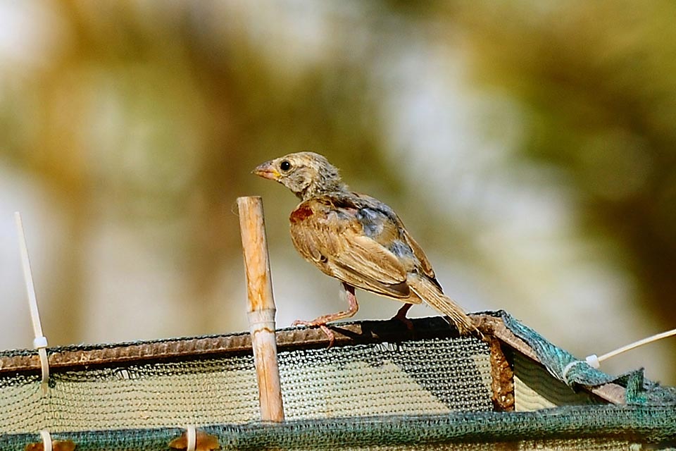 House Sparrow (Passer domesticus)