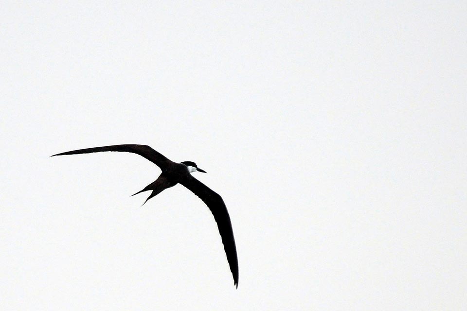 Bridled Tern (Onychoprion anaethetus)