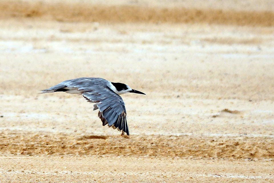 Juvenile White-cheeked Tern (Chlidonias leucopterus)