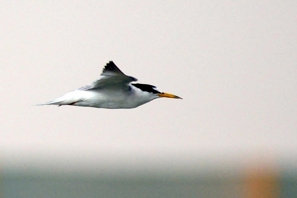 Little Tern (Sternula albifrons)