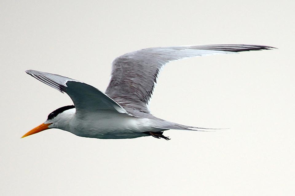 Lesser Crested Tern (Sterna bengalensis)
