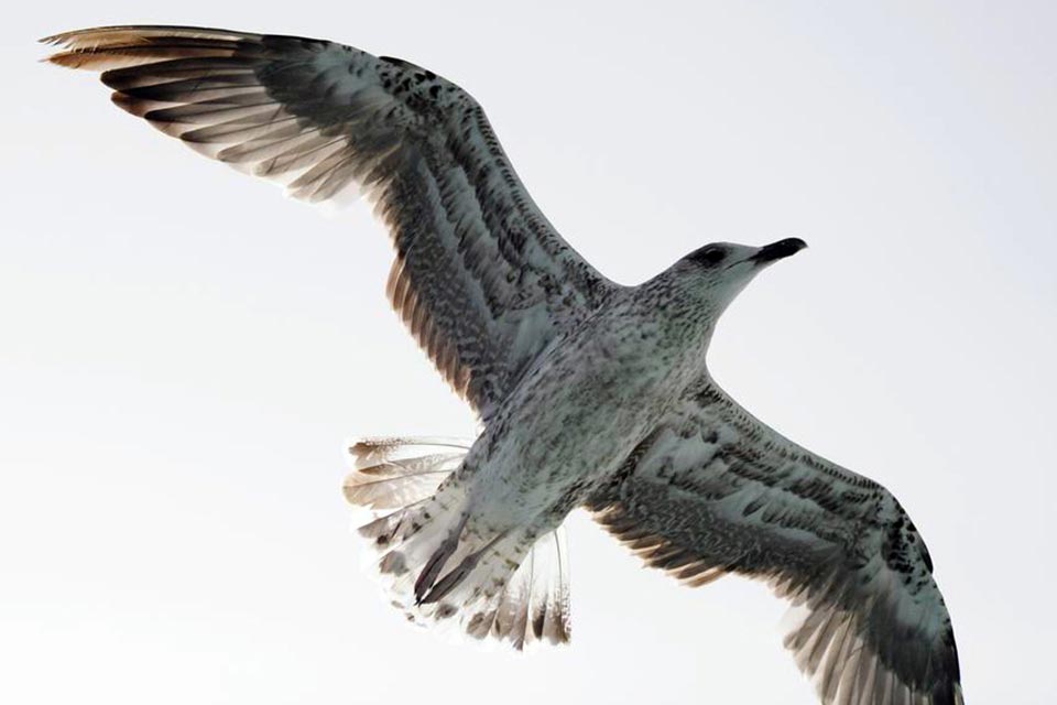 Heuglin Gull (Larus f/h. heuglini)