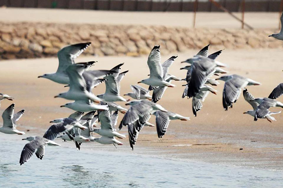 Caspian Gull (Larus cachinnans)
