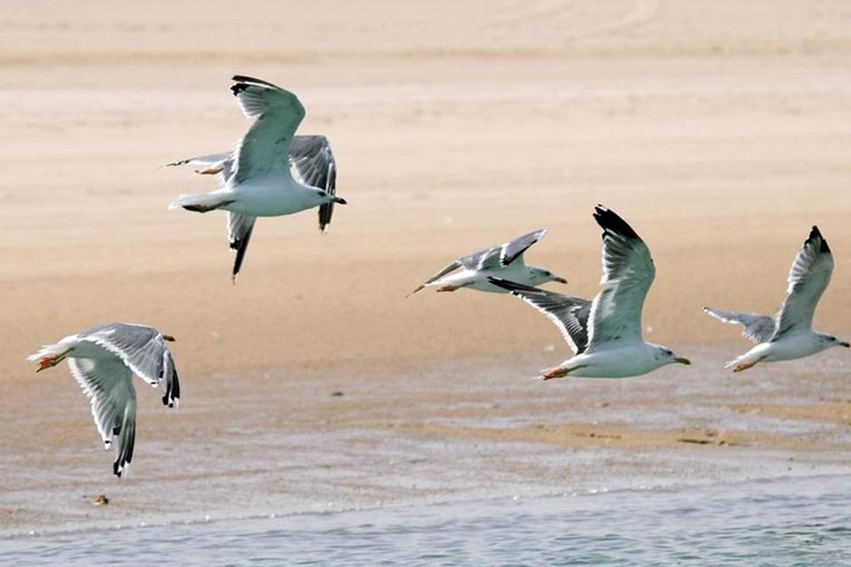 Caspian Gull (Larus cachinnans)