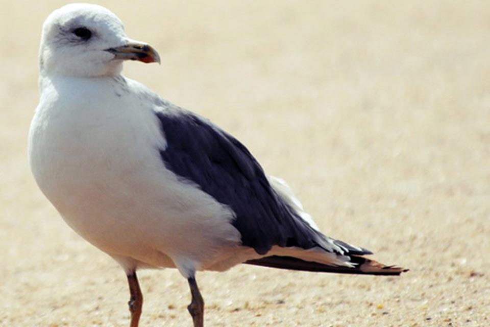 Caspian Gull (Larus cachinnans)
