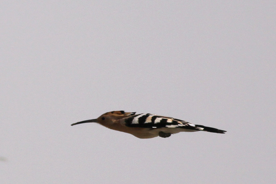Eurasian Hoopoe (Upupa epops)
