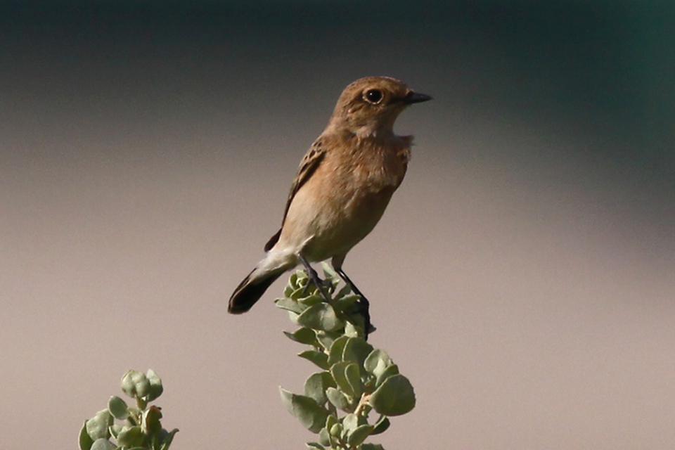 European Stonechat (Saxicola rubicola)