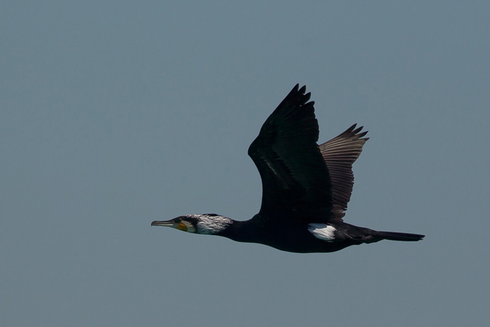 Great Cormorant (Phlacrocorax carbo)