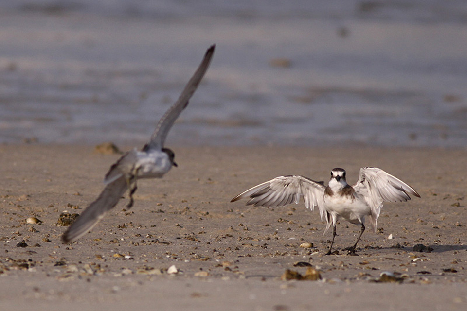 Greater Sand Plover (Charadrius leschenaultii)