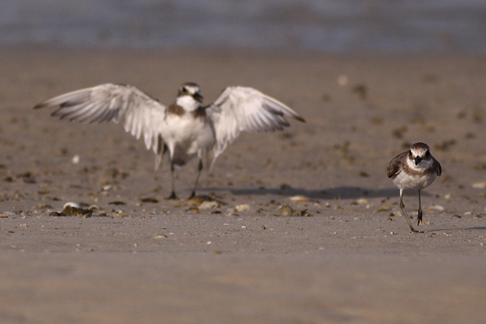 Greater Sand Plover (Charadrius leschenaultii)