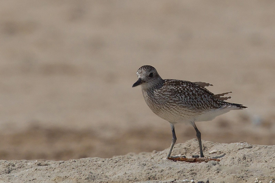 Grey Plover (Pluvialis squatarola)