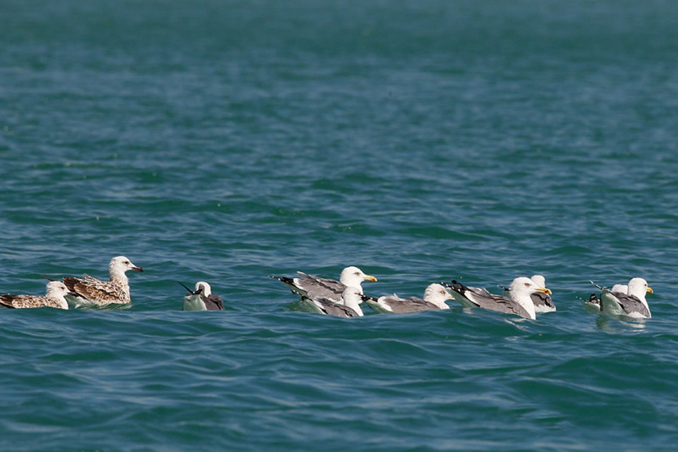 Gulls