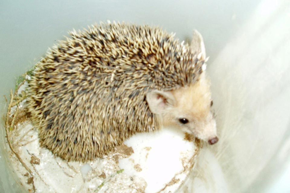 Long-eared Hedgehog