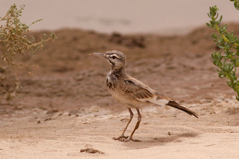Greater Hoopoe-Lark (Alaemon alaudipes)